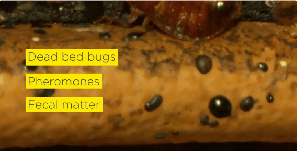 How To Treat Sofa For Bed Bugs: Ultimate Guide for Eradication