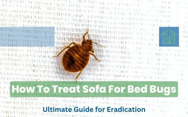 How To Treat Sofa For Bed Bugs - Ultimate Guide for Eradication